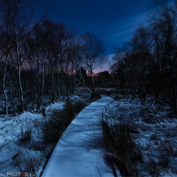 path through the snowy forest lit by moonlight
